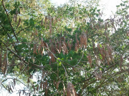 Coração de Mulata MV